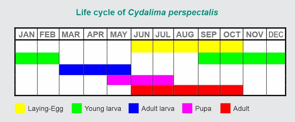 Biological cycle of Cydalima perspectalis