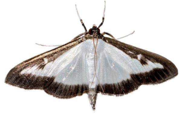 Cydalima perspectalis adult