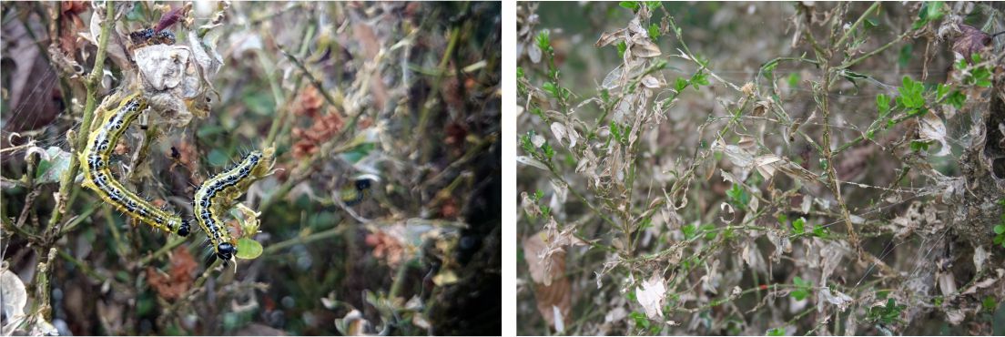 Boxwood defoliated by Caterpillar