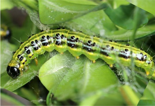 Cydalima perspectalis larva