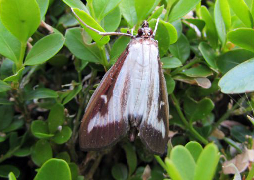 Cydalima perspectalis pupa