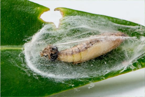 Cydalima perspectalis pupa